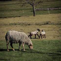 Kostenlose Bilder, Frühling, Schafe 