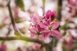 kostenlose Fotos Blüten