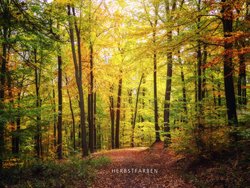 kostenlose Fotos Herbstfarben, Herbst