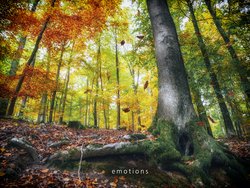 kostenlose Fotos Herbst, Herbstwald