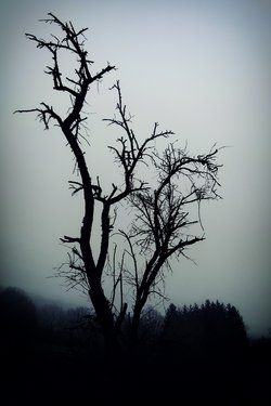 Gratis-Fotos Winter Baum
